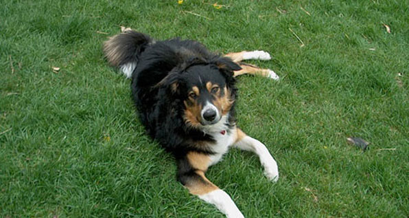 english shepherd border collie mix puppies