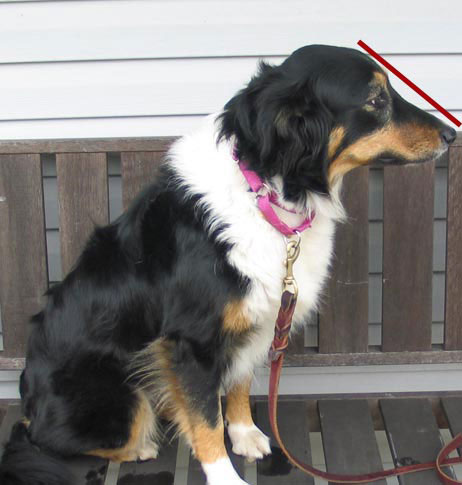 English Shepherd Dog 