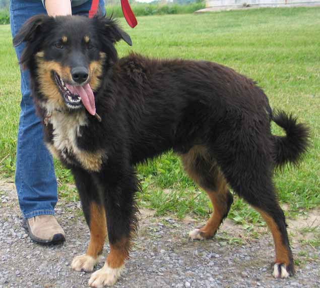 PASTOR INGLÉS - ENGLISH SHEPHERD BREED HANDOUT