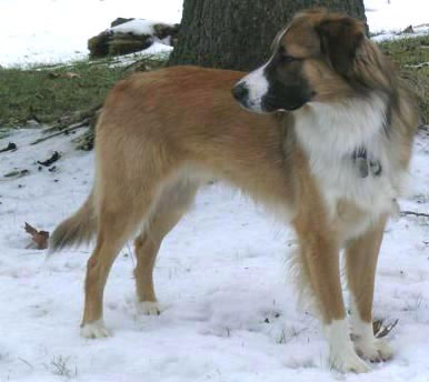 PASTOR INGLÉS - ENGLISH SHEPHERD BREED HANDOUT